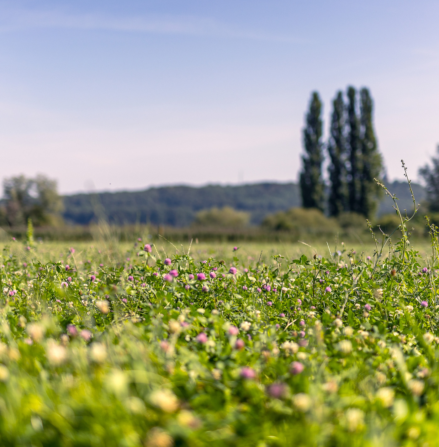 Kruidenrijk grasland