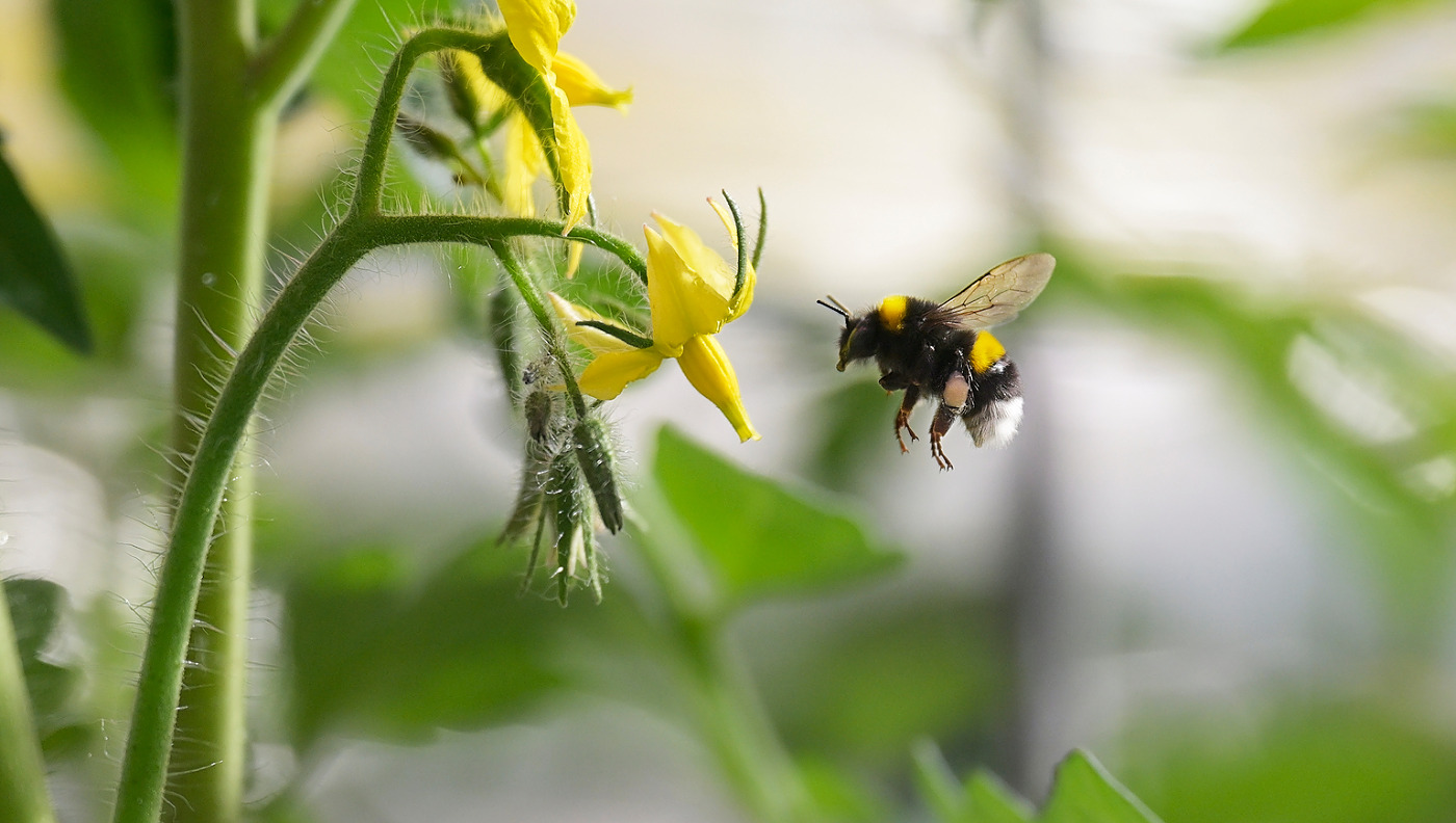 Met de overname van Duivenstijn Tomaten bouwt The Flavor Farm aan een Europees netwerk van hoogwaardige teeltlocaties.
The Flavor Farm richt zich op de duurzame, lokale en jaarronde teelt van groenten onder glas en is gevestigd in Pijnacker.
De tomatenkwekerij is grotendeels CO2-neutraal.