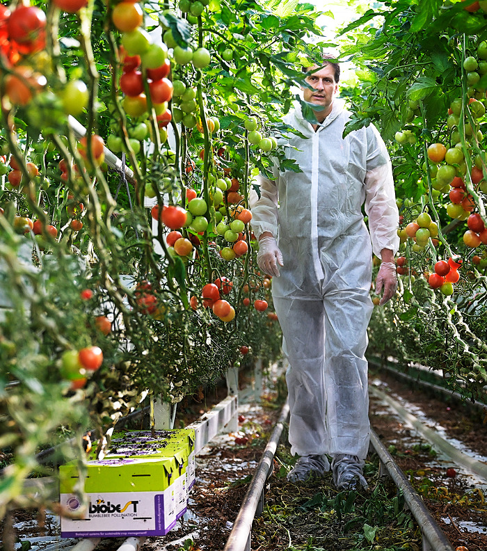Met de overname van Duivenstijn Tomaten bouwt The Flavour Farm aan een Europees netwerk van hoogwaardige teeltlocaties.
The Flavour Farm richt zich op de duurzame, lokale en jaarronde teelt van groenten onder glas en is gevestigd in Pijnacker.
De tomatenkwekerij is nagenoeg CO2-neutraal.