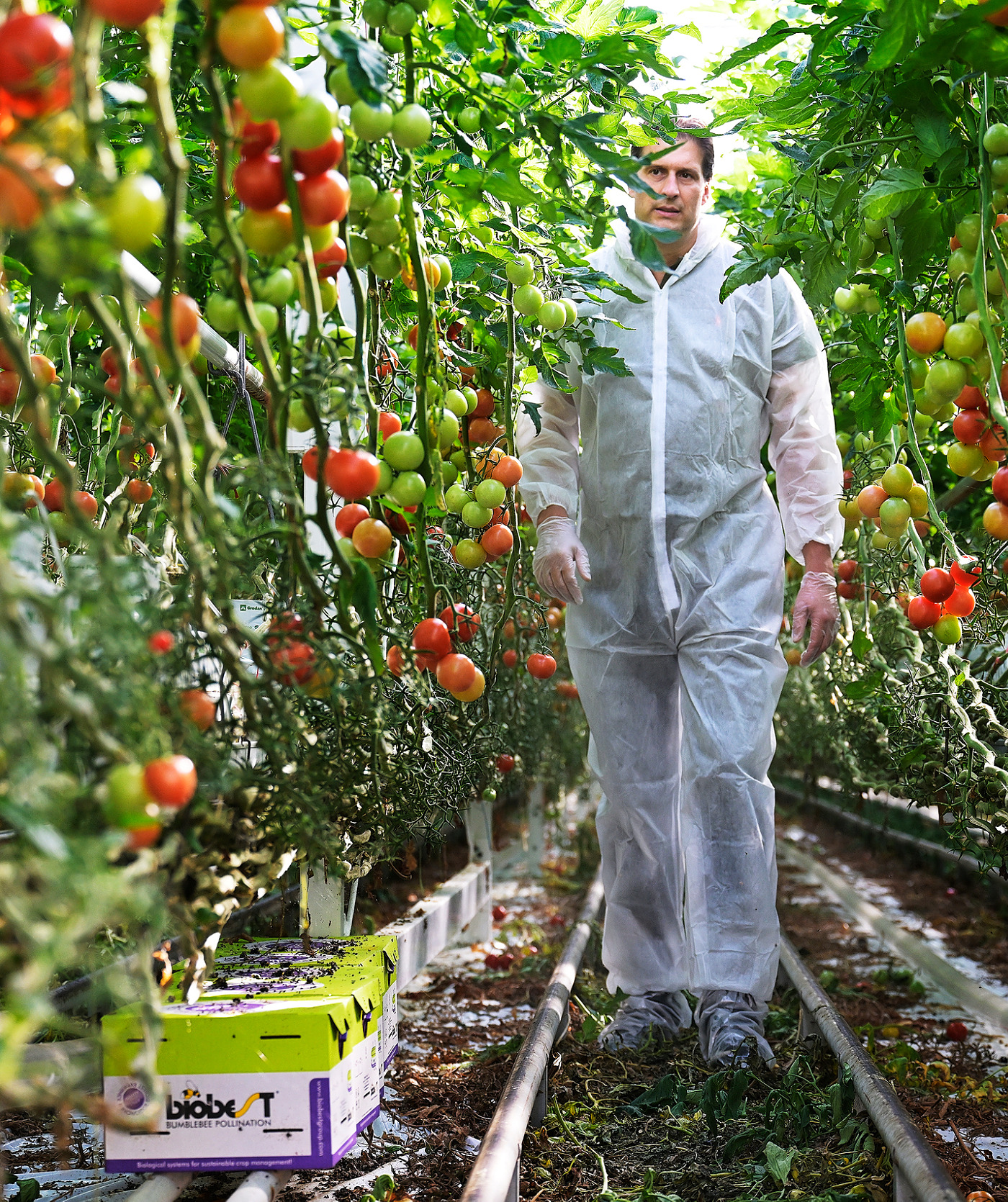 Met de overname van Duivenstijn Tomaten bouwt The Flavour Farm aan een Europees netwerk van hoogwaardige teeltlocaties.
The Flavour Farm richt zich op de duurzame, lokale en jaarronde teelt van groenten onder glas en is gevestigd in Pijnacker.
De tomatenkwekerij is nagenoeg CO2-neutraal.