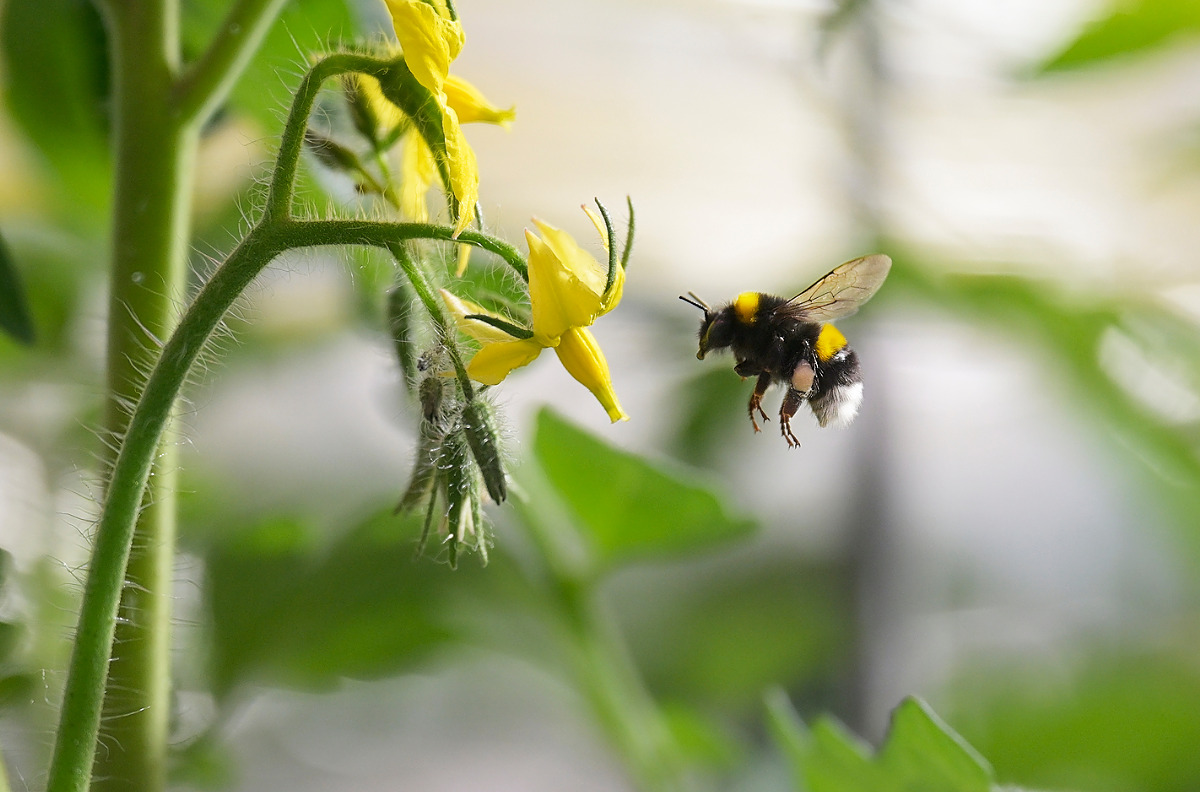 Met de overname van Duivenstijn Tomaten bouwt The Flavor Farm aan een Europees netwerk van hoogwaardige teeltlocaties.
The Flavor Farm richt zich op de duurzame, lokale en jaarronde teelt van groenten onder glas en is gevestigd in Pijnacker.
De tomatenkwekerij is grotendeels CO2-neutraal.