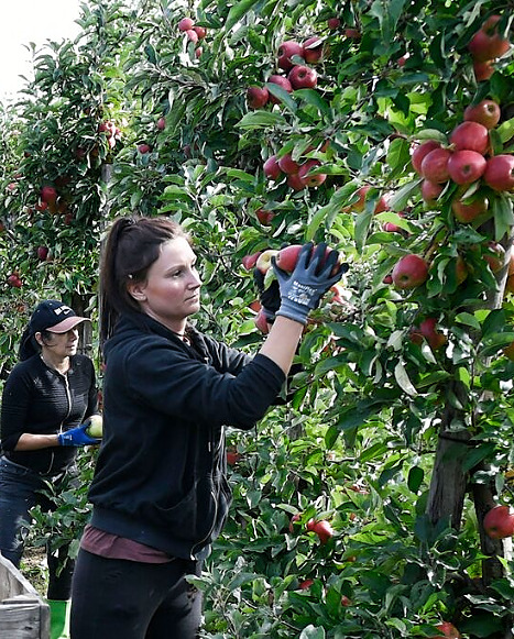 
Wellner Fruittrade BV,
familiebedrijf in Est.
Appel- en perenkwekerij.