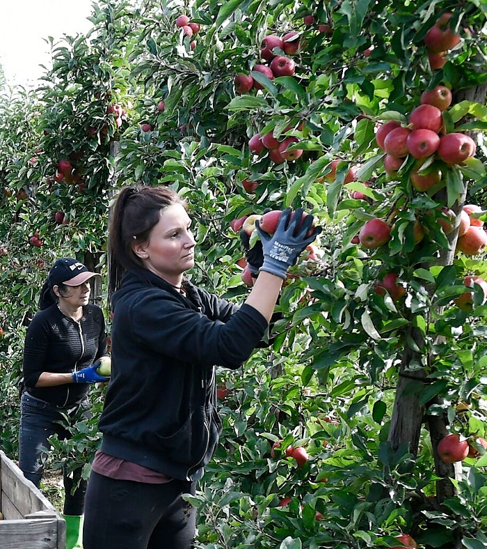 
Wellner Fruittrade BV,
familiebedrijf in Est.
Appel- en perenkwekerij.