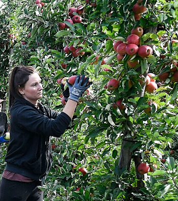 
Wellner Fruittrade BV,
familiebedrijf in Est.
Appel- en perenkwekerij.