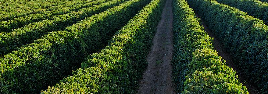 Cafeicultura - Patos de Minas - MG (9)