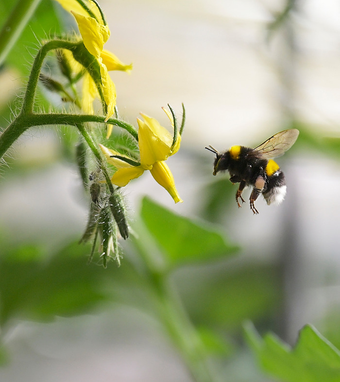 Met de overname van Duivenstijn Tomaten bouwt The Flavor Farm aan een Europees netwerk van hoogwaardige teeltlocaties.
The Flavor Farm richt zich op de duurzame, lokale en jaarronde teelt van groenten onder glas en is gevestigd in Pijnacker.
De tomatenkwekerij is grotendeels CO2-neutraal.