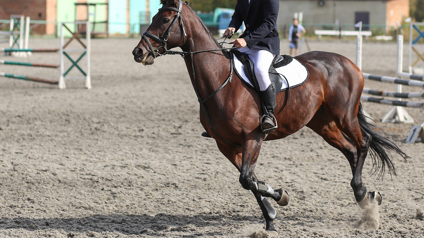 A horse rider in equestrian show jumping competition