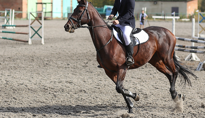A horse rider in equestrian show jumping competition